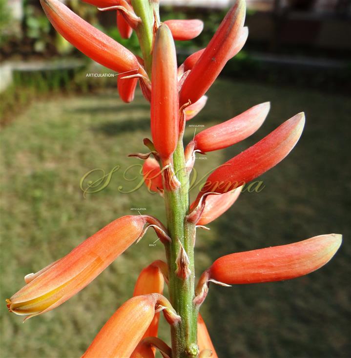  Inflorescence- a part-with flowers and bracts